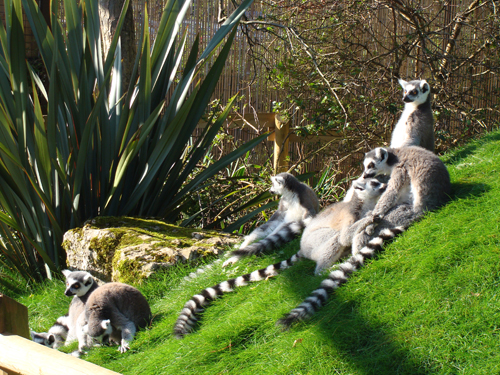 ...lemurs lying in the sun