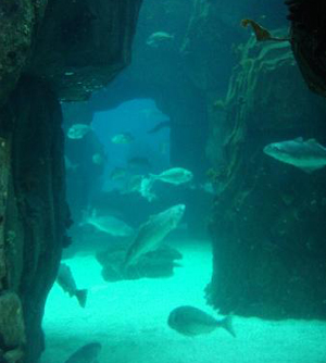 lisbon-oceanarium