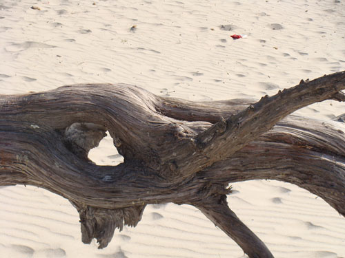 Close up of a Juniper root exposed by beach erosion with rubbish in the background