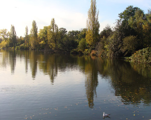 trees-reflected-in-the-pond-in-hyde-park